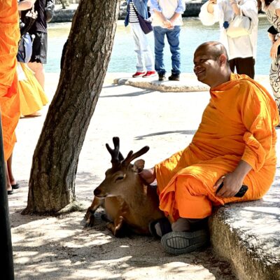 A monk in an orange robe sits on a stone ledge under a tree, smiling and petting a deer.